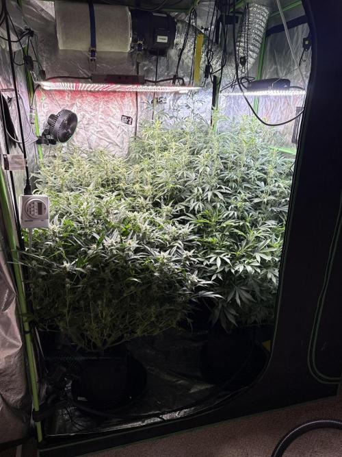 Gorilla cookies/Gelato 41 Autos. Week 8