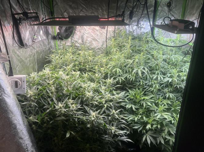 Gorilla cookies/Gelato 41 Autos. Week 8