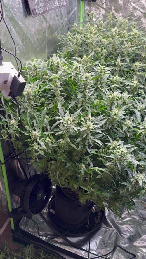 Gorilla cookies/Gelato 41 Autos