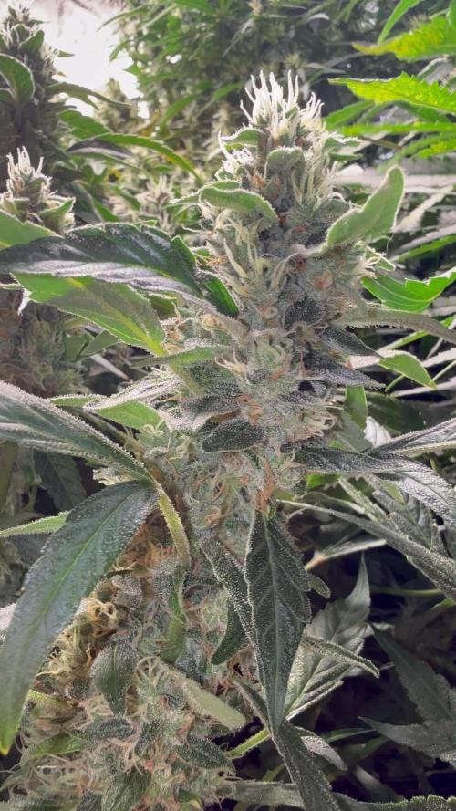 Gorilla cookies/Gelato 41 Autos