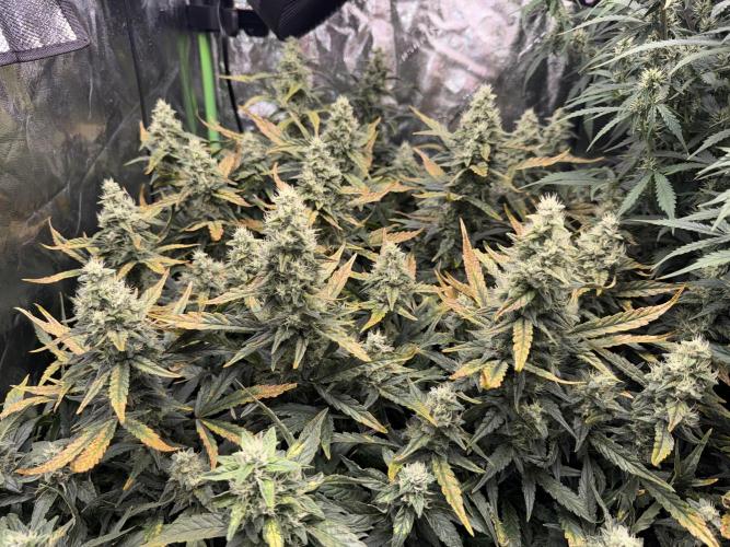 Gorilla cookies/Gelato 41 Autos. Week 9