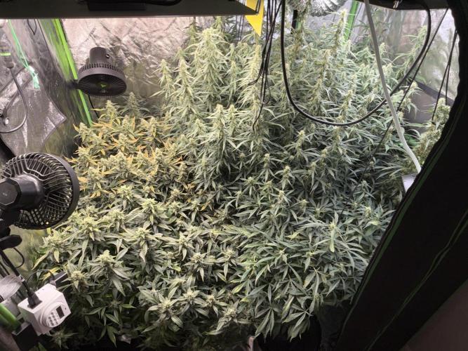 Gorilla cookies/Gelato 41 Autos. Week 9