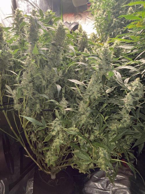 Gorilla cookies/Gelato 41 Autos. Week 9