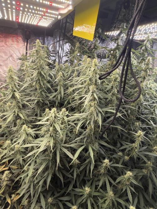 Gorilla cookies/Gelato 41 Autos. Week 9