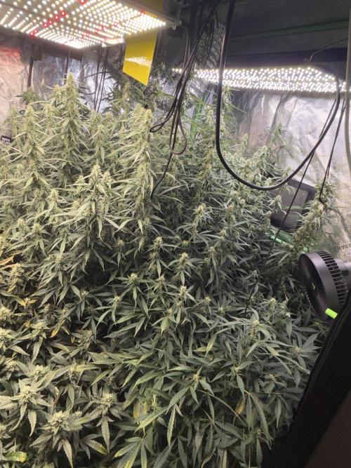 Gorilla cookies/Gelato 41 Autos. Week 9