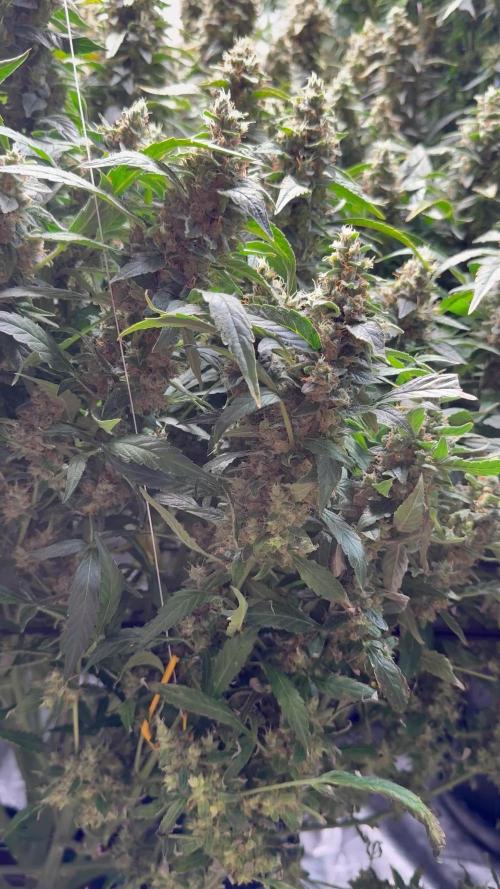 Gorilla cookies/Gelato 41 Autos