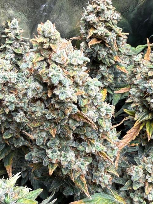Gorilla cookies/Gelato 41 Autos. Week 12