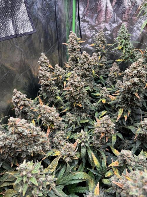 Gorilla cookies/Gelato 41 Autos. Week 12