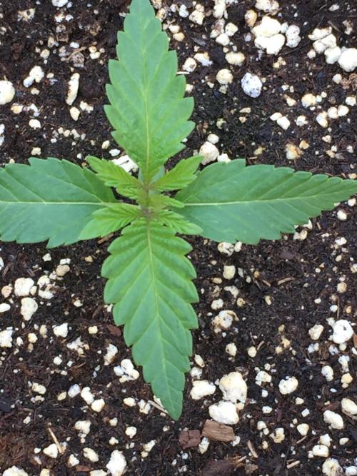 Homegrown. Week 2