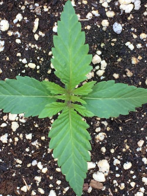 Homegrown. Week 2