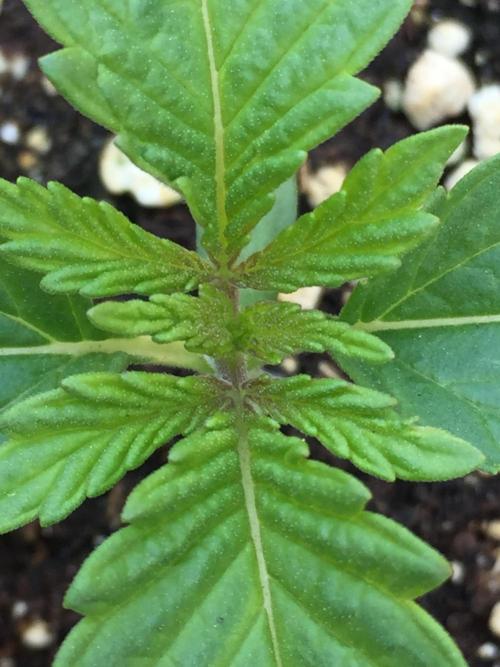 Banana Mash Auto . Week 2