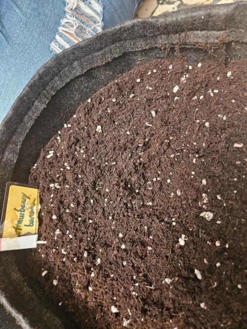 Strawberry banana - Titan F1 - Critical. Week 1