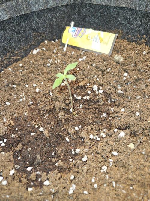 Strawberry banana - Titan F1 - Critical. Week 1