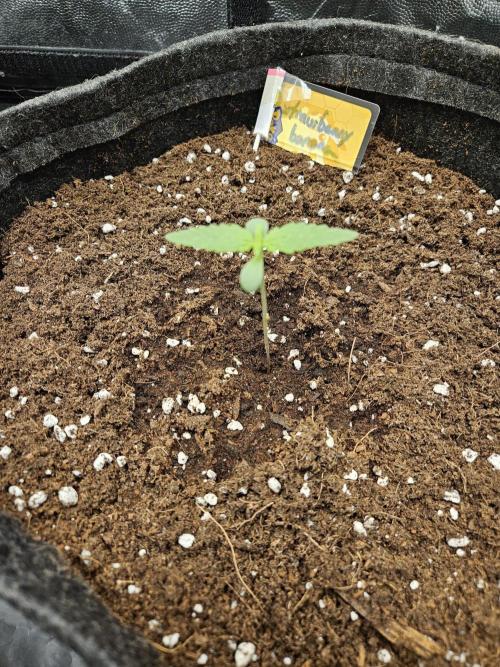 Strawberry banana - Titan F1 - Critical. Week 1