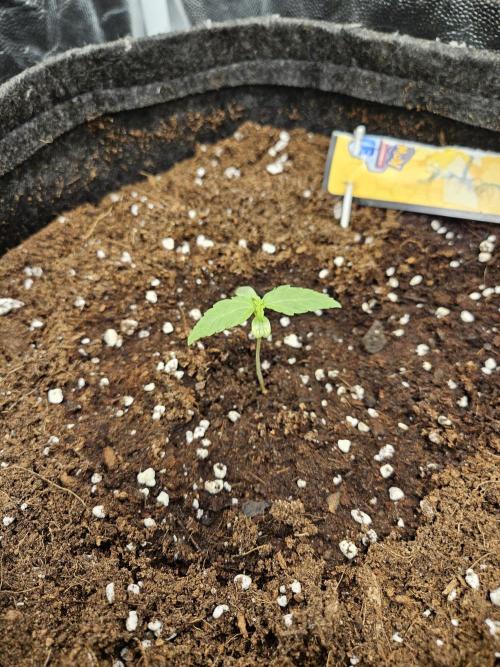 Strawberry banana - Titan F1 - Critical. Week 1
