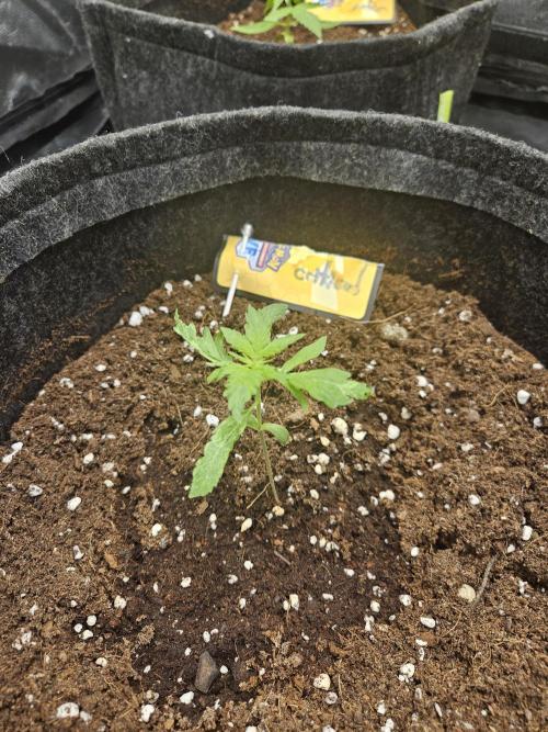 Strawberry banana - Titan F1 - Critical. Week 2