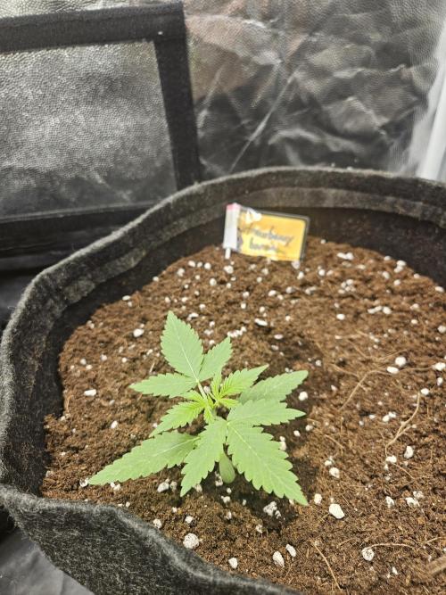 Strawberry banana - Titan F1 - Critical. Week 2