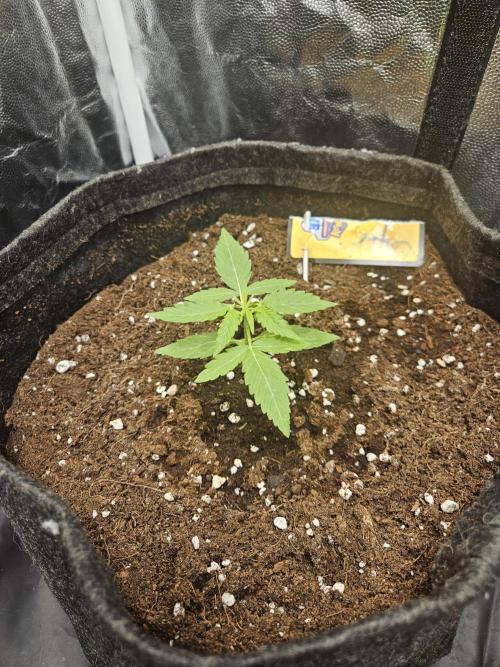 Strawberry banana - Titan F1 - Critical. Week 2