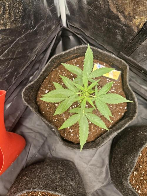 Strawberry banana - Titan F1 - Critical. Week 3 - Titan F1 - Royal Queen Seeds. Indicios de prefloración