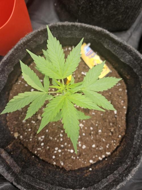 Strawberry banana - Titan F1 - Critical. Week 3