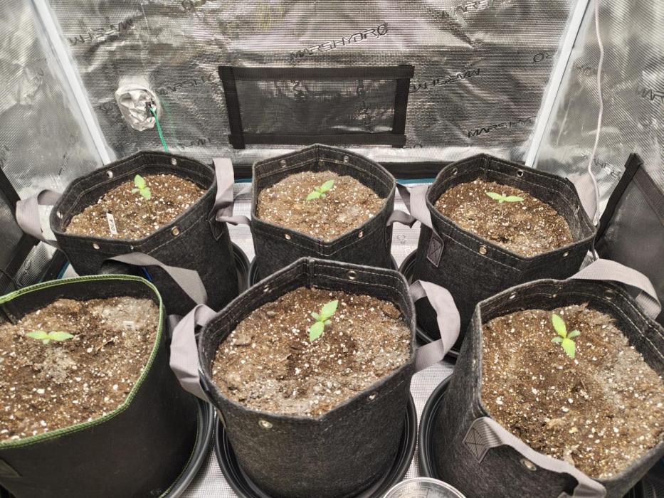 Lato1. Week 1