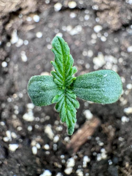 My First Grow - Cherry Zoap & WCOG Auto. Week 0