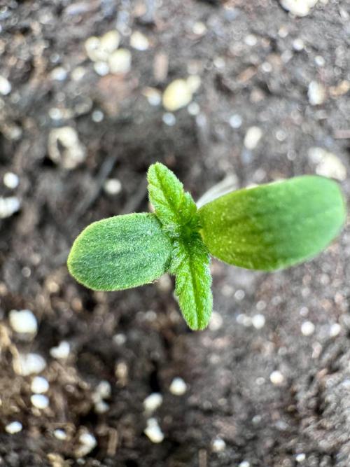 My First Grow - Cherry Zoap & WCOG Auto. Week 0