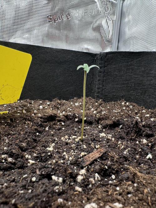 My First Grow - Cherry Zoap & WCOG Auto. Week 0