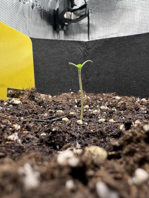 My First Grow - Cherry Zoap & WCOG Auto. Week 0