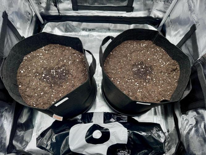 My First Grow - Cherry Zoap & WCOG Auto. Week 0