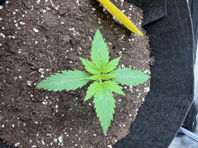 My First Grow - Cherry Zoap & WCOG Auto. Week 1