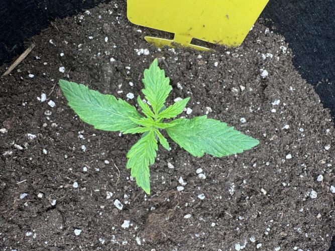 My First Grow - Cherry Zoap & WCOG Auto. Week 1