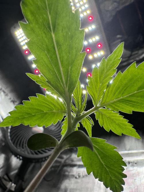 My First Grow - Cherry Zoap & WCOG Auto. Week 1