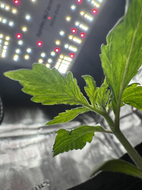 My First Grow - Cherry Zoap & WCOG Auto. Week 1
