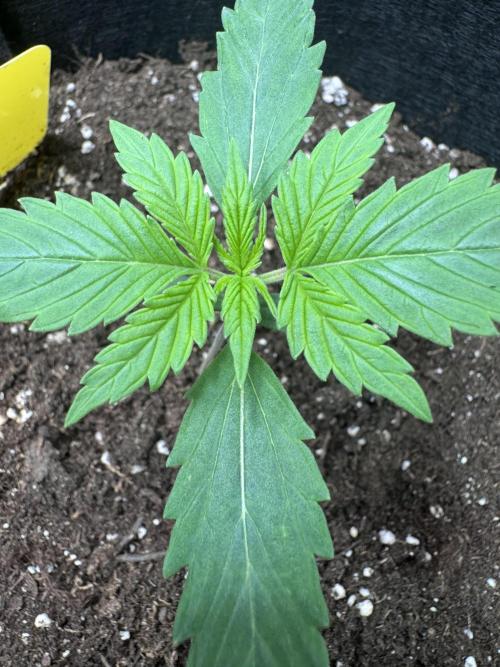 My First Grow - Cherry Zoap & WCOG Auto. Week 1