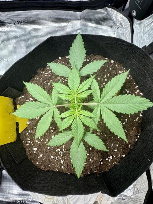 My First Grow - Cherry Zoap & WCOG Auto. Week 2