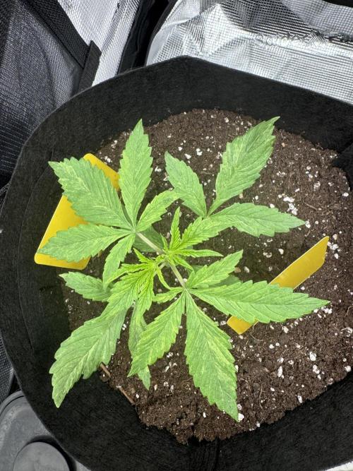 My First Grow - Cherry Zoap & WCOG Auto. Week 2