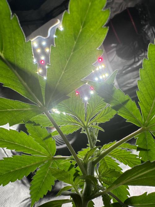 My First Grow - Cherry Zoap & WCOG Auto. Week 2