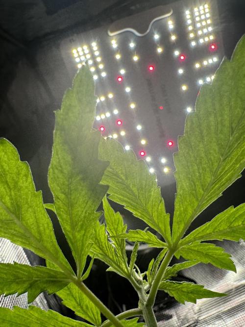 My First Grow - Cherry Zoap & WCOG Auto. Week 2