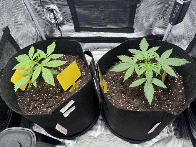 My First Grow - Cherry Zoap & WCOG Auto. Week 2