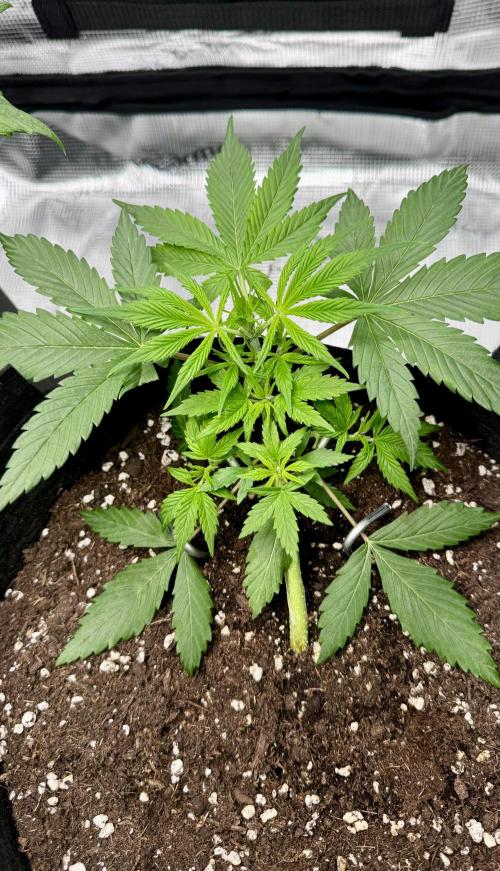My First Grow - Cherry Zoap & WCOG Auto. Week 3