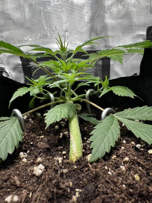 My First Grow - Cherry Zoap & WCOG Auto. Week 3
