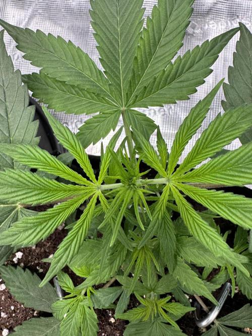 My First Grow - Cherry Zoap & WCOG Auto. Week 3