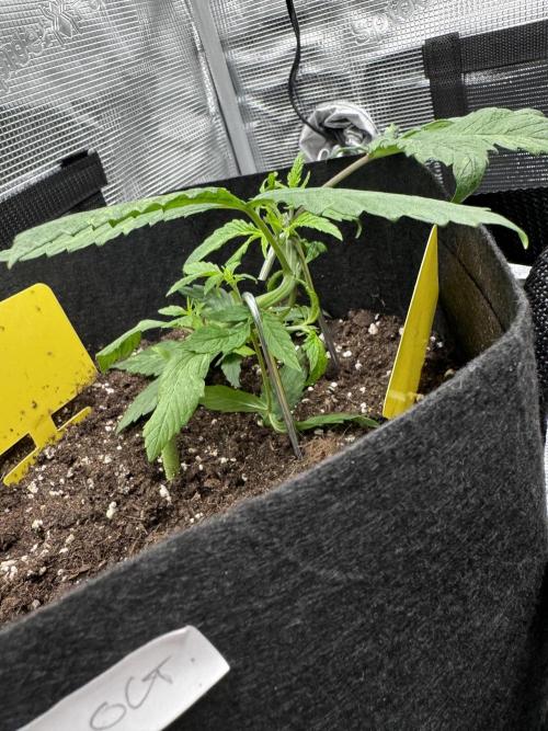 My First Grow - Cherry Zoap & WCOG Auto. Week 3 - Ugh 