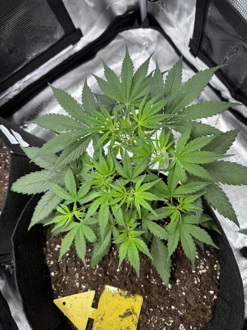 Cherry Zoap & WCOG Auto’s - #1. Week 4