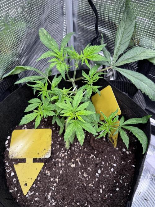 Cherry Zoap & WCOG Auto’s - #1. Week 4