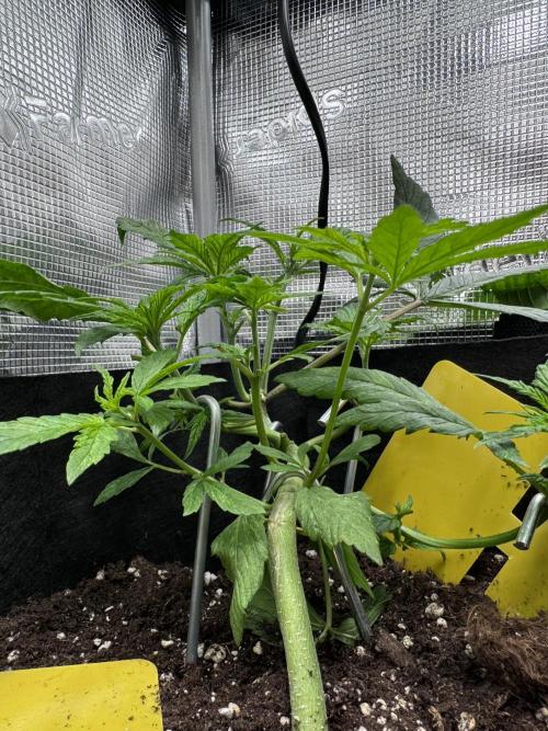 Cherry Zoap & WCOG Auto’s - #1. Week 4