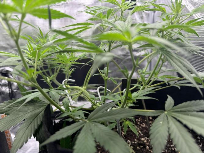 Cherry Zoap & WCOG Auto’s - #1. Week 5