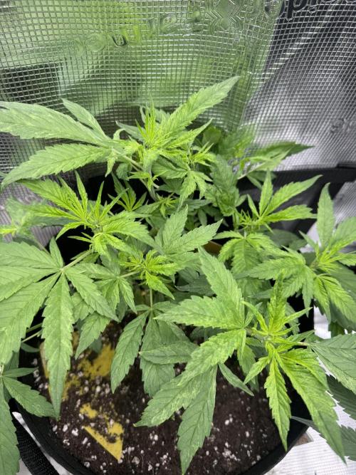 Cherry Zoap & WCOG Auto’s - #1. Week 5