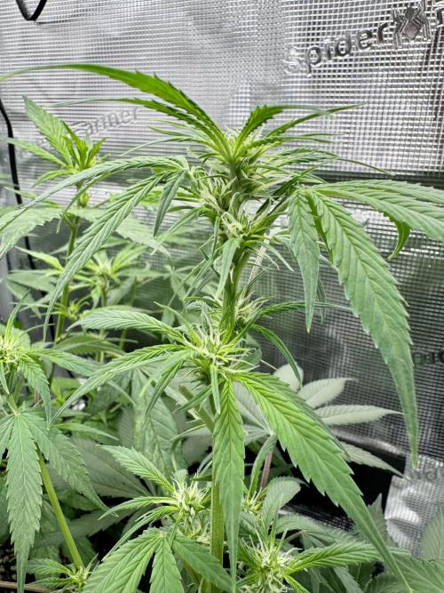 Cherry Zoap & WCOG Auto’s - #1. Week 6 - Cherry Zoap